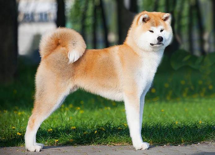 la-raza-de-perros-mas-antigua-del-mundo-10 Akita Inu
