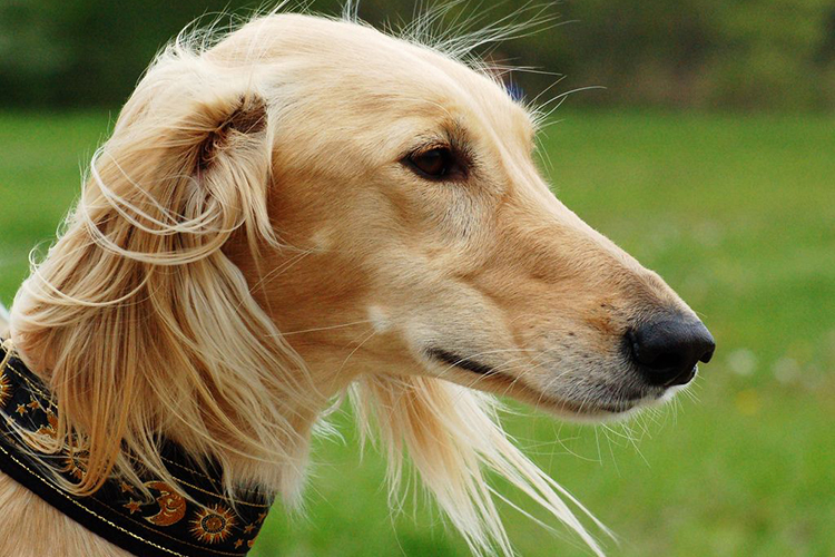 Características físicas del Saluki