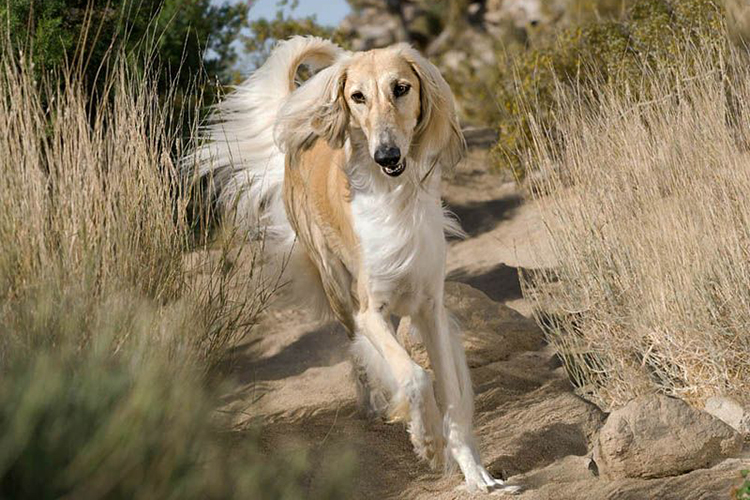 Rasgos característicos del Saluki