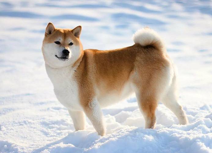 samaya-drevnyaya-poroda-sobak-v-mire-2 Shiba inu