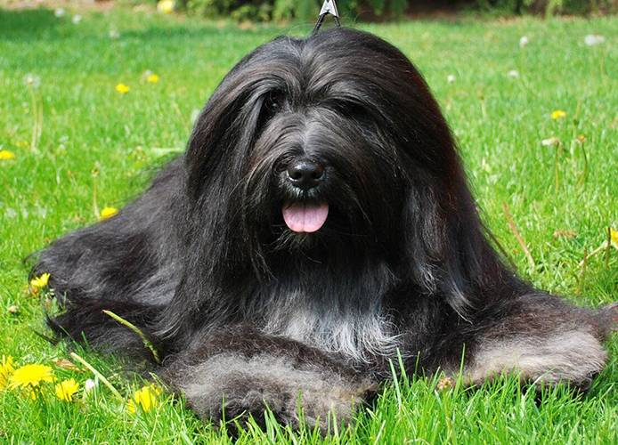 samaya-drevnyaya-poroda-sobak-v-mire-3 Tibetan Terrier
