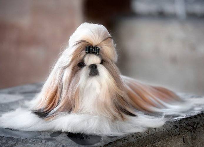 samaya-drevnyaya-poroda-sobak-v-mire-4 Shih Tzu