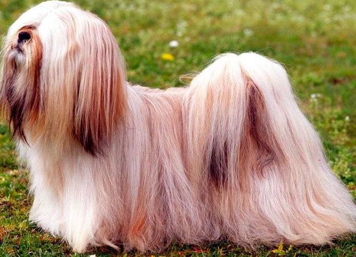 la-raza-de-perros-mas-antigua-del-mundo-5 Lhasa Apso