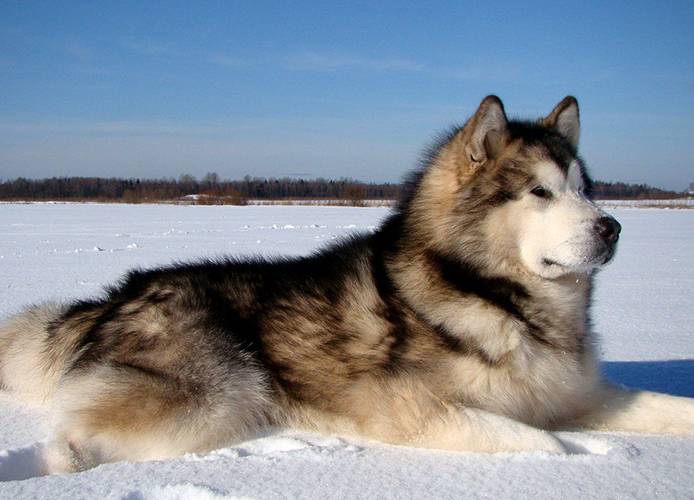 la-raza-de-perros-mas-antigua-del-mundo-6 Malamute de Alaska