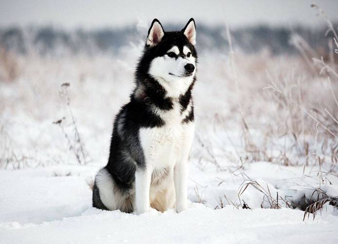 la-raza-de-perros-mas-antigua-del-mundo-7 Husky