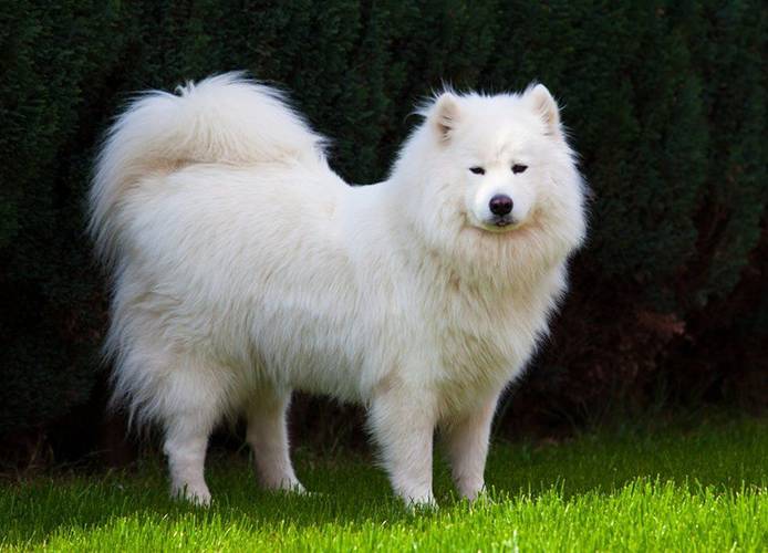 la-raza-de-perros-mas-antigua-del-mundo-8 Samoyedo