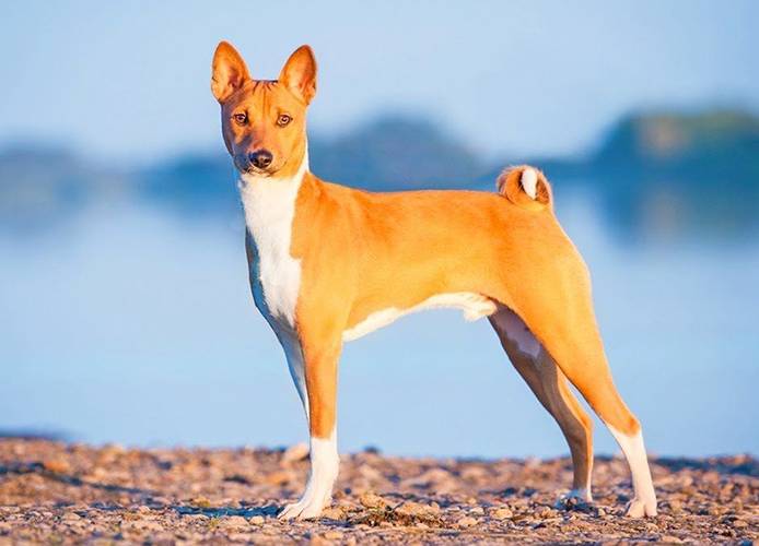 la-raza-de-perros-mas-antigua-del-mundo-9 Basenji