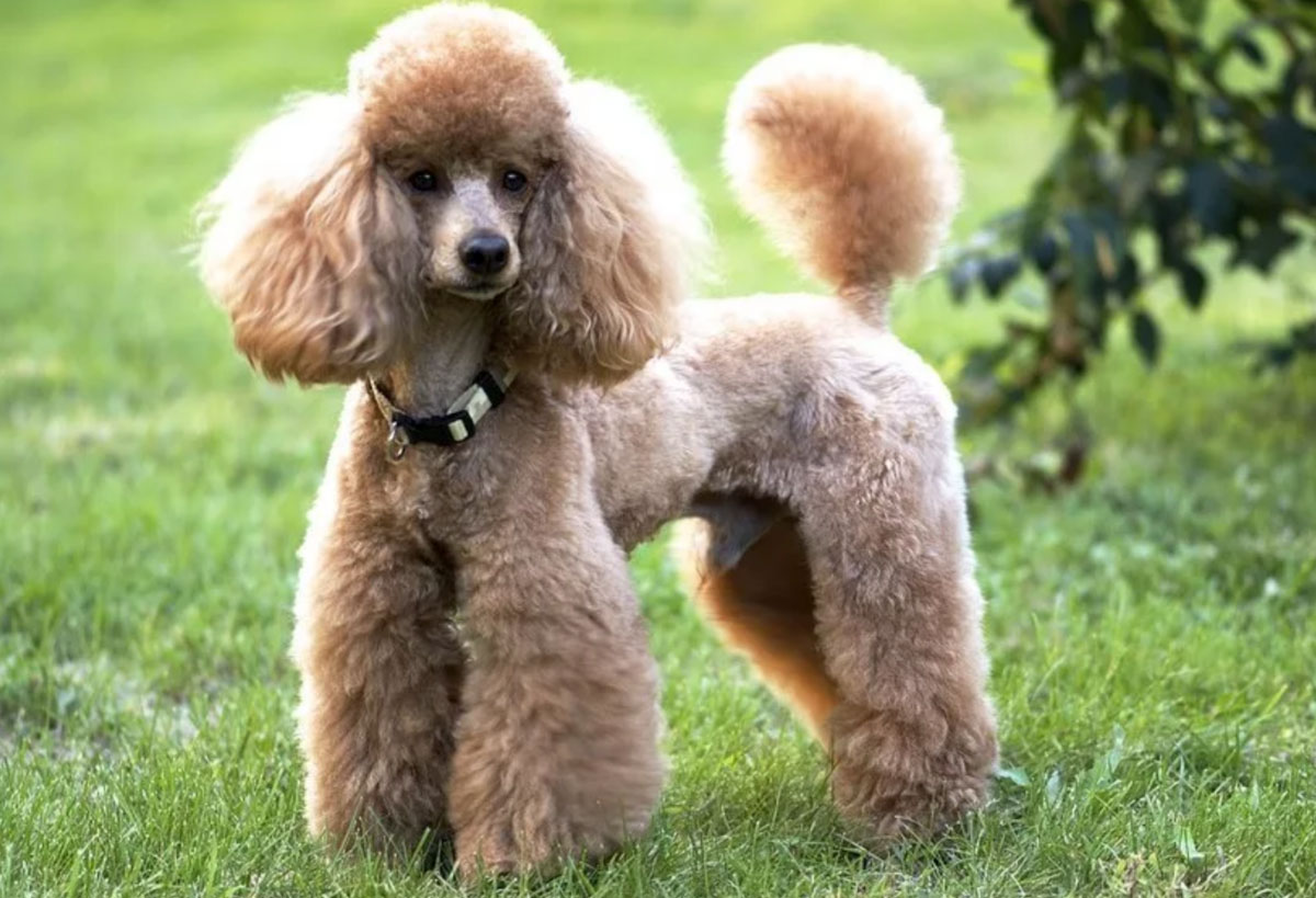 El caniche entró en el TOP de los perros más inteligentes