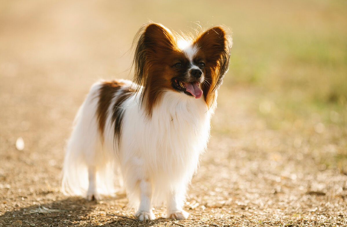 Top de los perros más inteligentes - Papillón