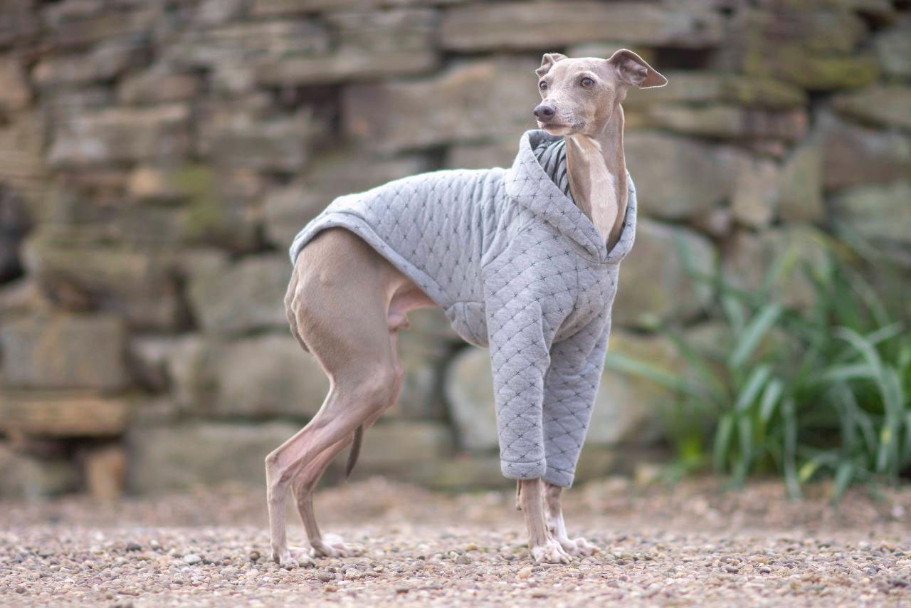Top de los perros más inteligentes - Lebrel italiano