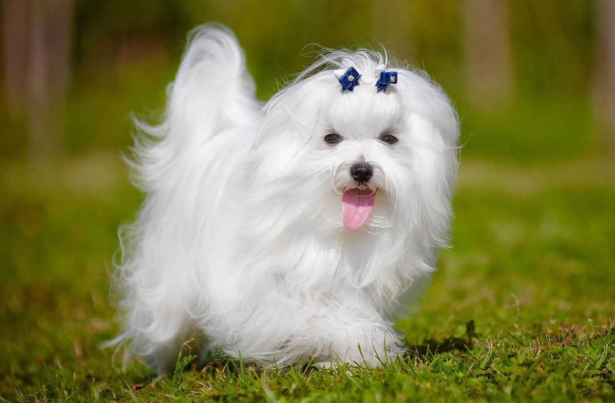 Top de los perros más inteligentes - Maltés