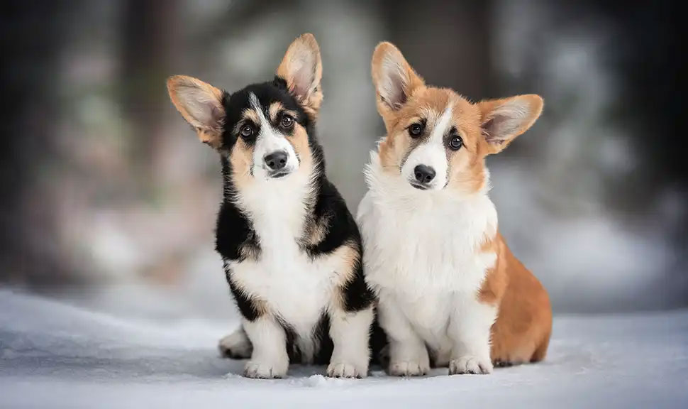 Corgi galés - los perros más inteligentes para piso