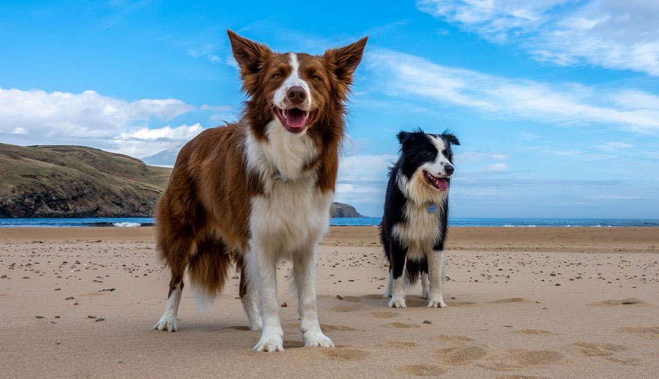 Border collie: el perro más inteligente del mundo