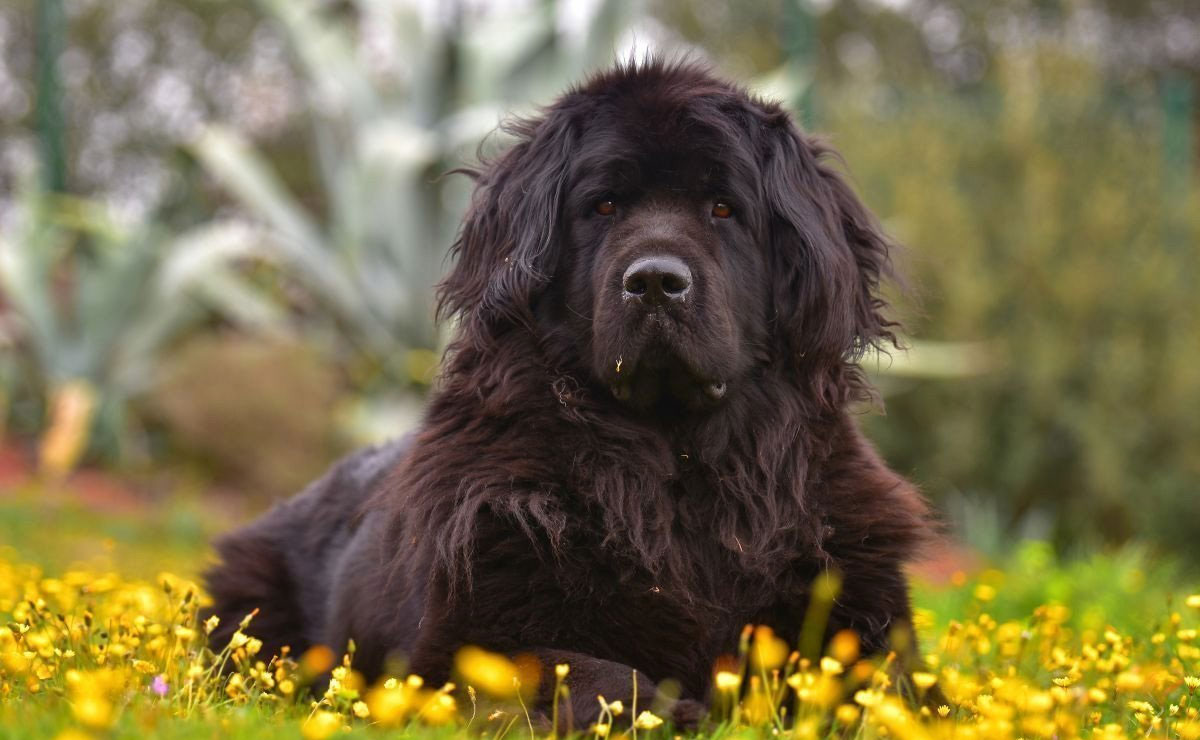 Terranova
