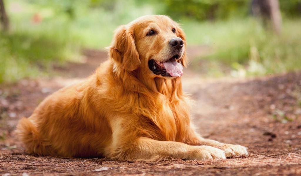 Golden retriever