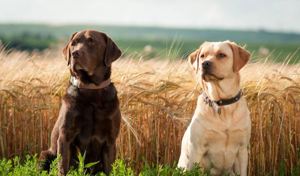 Labrador retriever