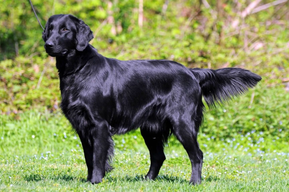 Retriever de pelo liso