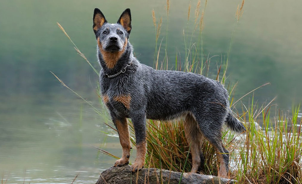 Boyero australiano