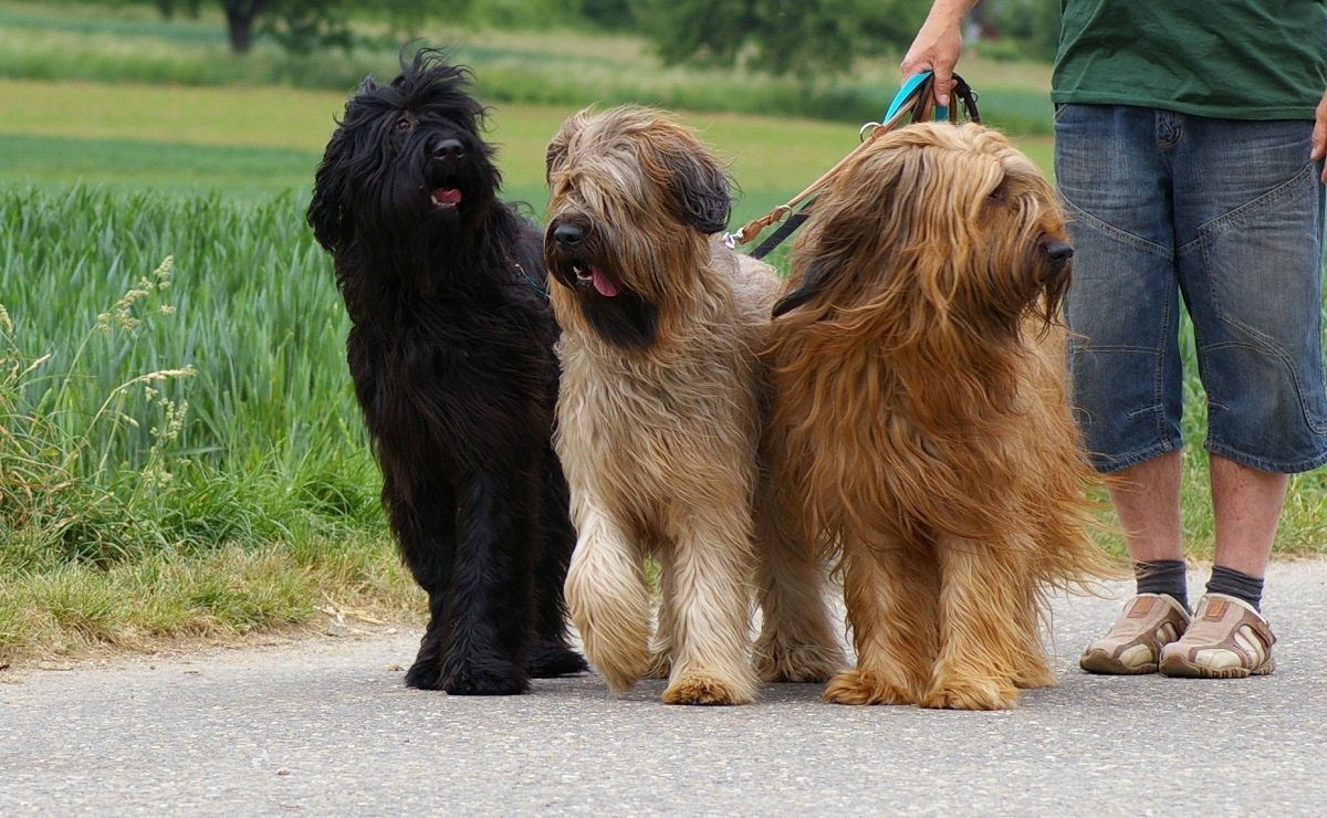 Briard