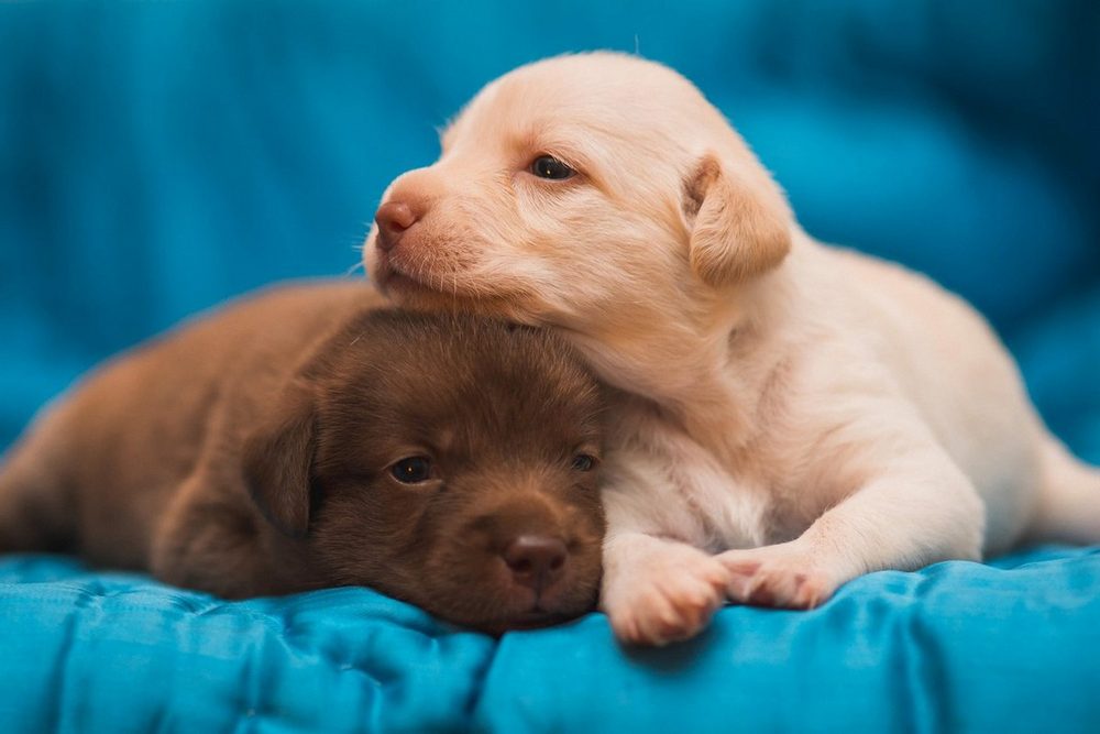 Cachorros