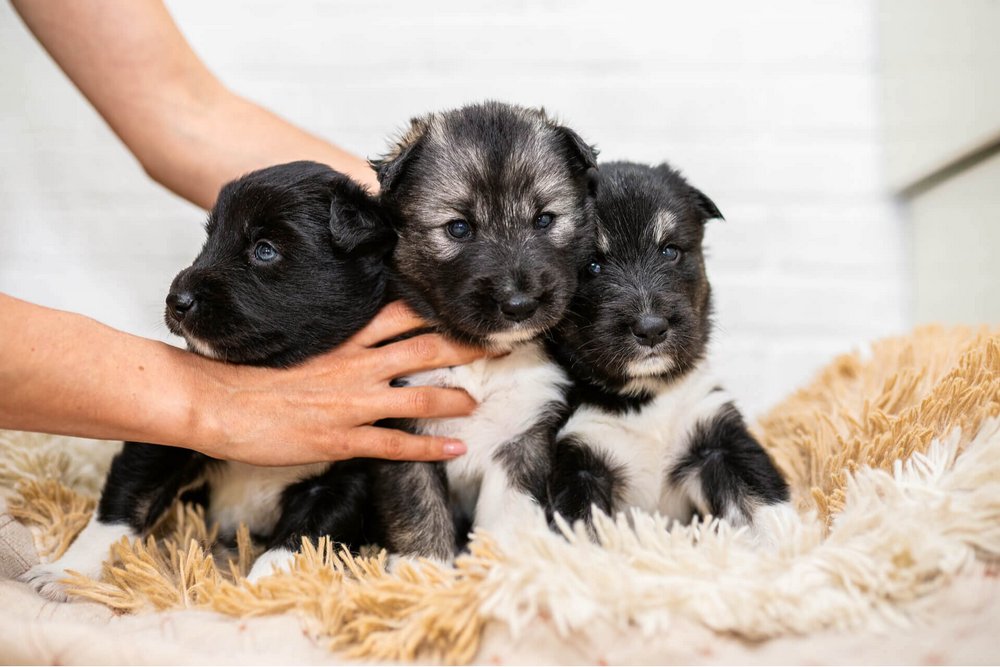 Cachorros sobre una manta junto a las manos