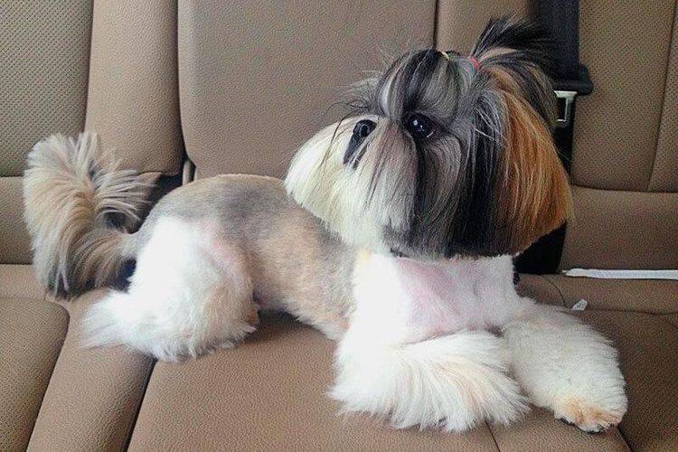 esquemas-de-cortes-de-perros-por-razas (10) Esquema de corte de shih tzu