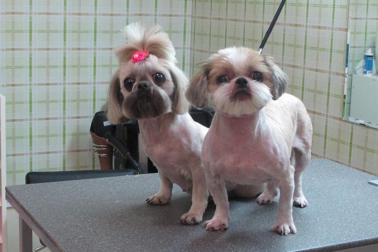 esquemas-de-cortes-de-perros-por-razas (11) Esquema de corte de shih tzu