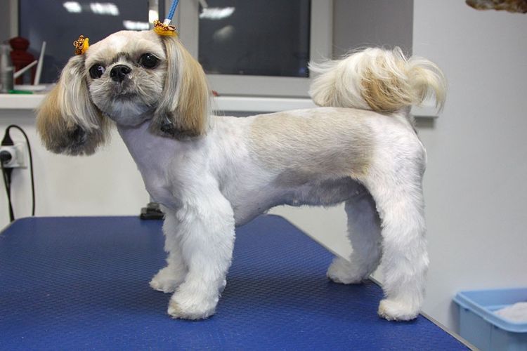 esquemas-de-cortes-de-perros-por-razas (12) Esquema de corte de shih tzu