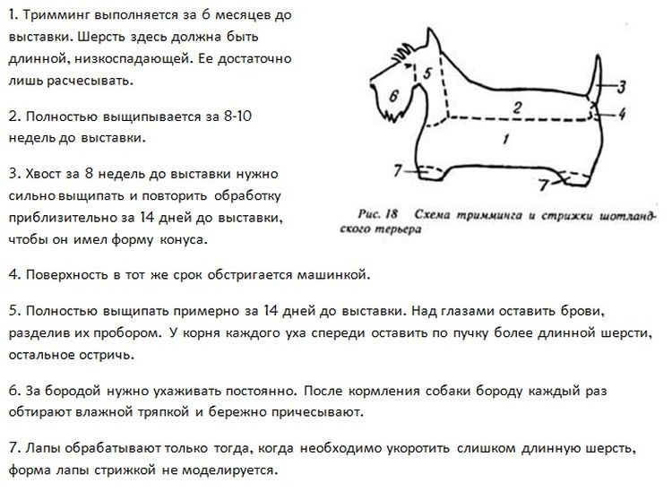 Esquema de corte del Scottish terrier