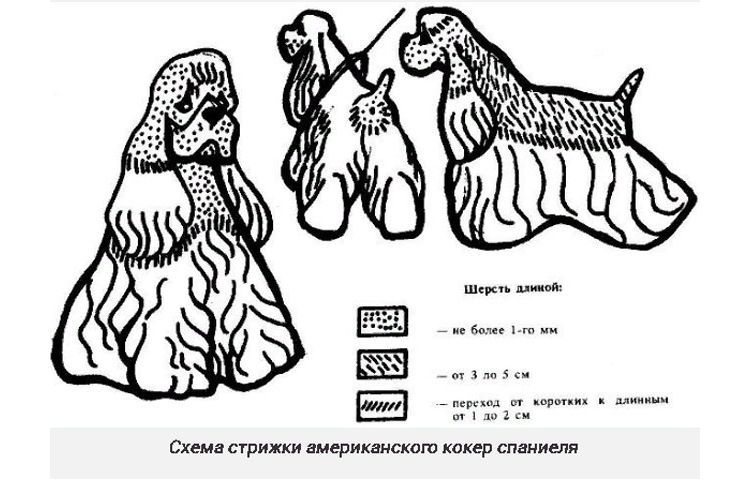Esquema de corte del cocker spaniel inglés