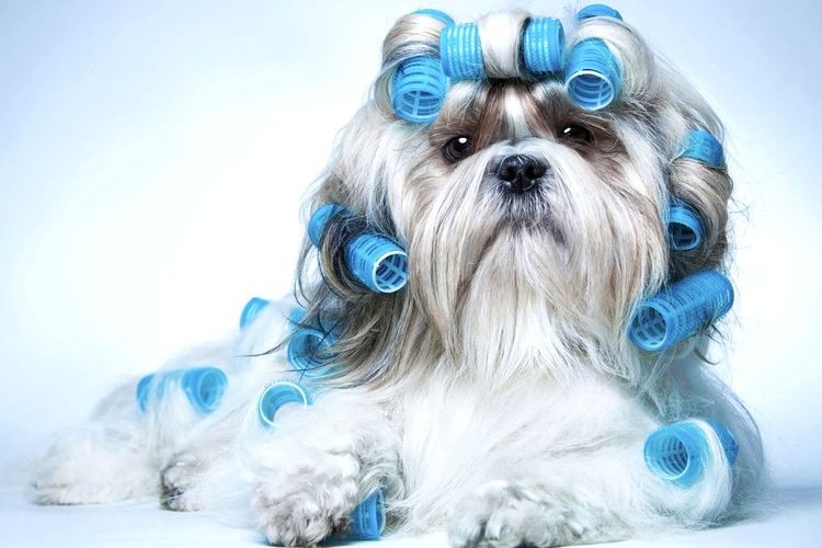 Esquema de cortes de pelo para perros por razas