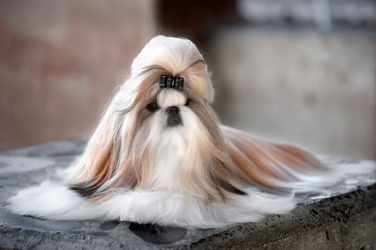 esquemas-de-cortes-de-perros-por-razas (7) Esquema de corte de shih tzu