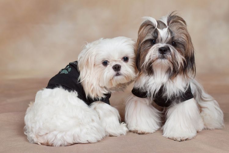 esquemas-de-cortes-de-perros-por-razas (8) Esquema de corte de shih tzu