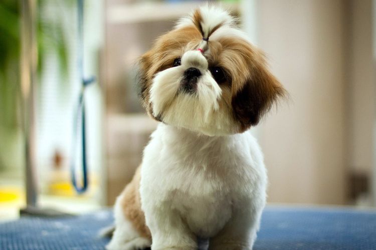esquemas-de-cortes-de-perros-por-razas (9) Esquema de corte de shih tzu