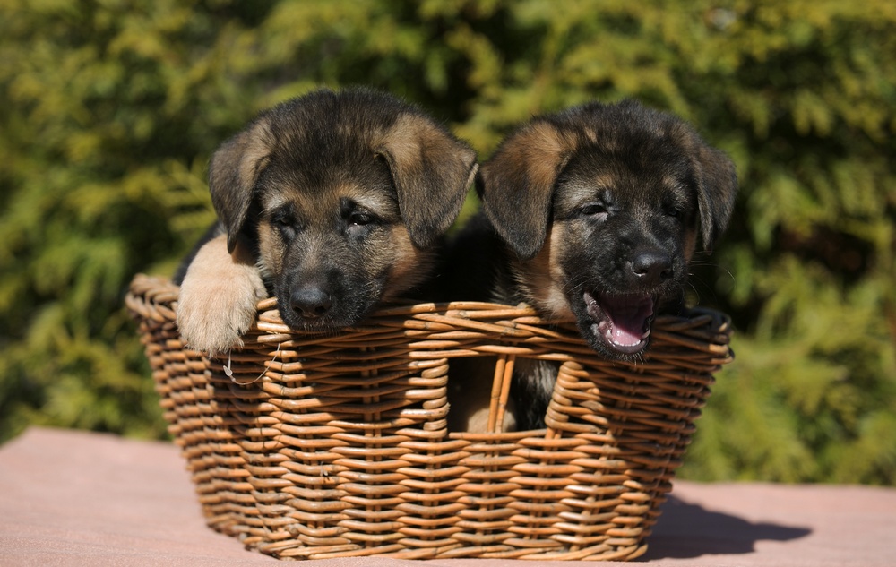 Cachorros en una cesta