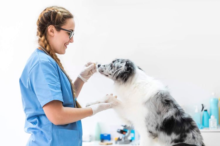 Mujer veterinaria y perro