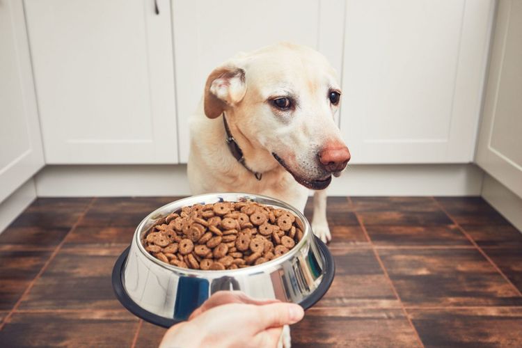 El perro no quiere comer