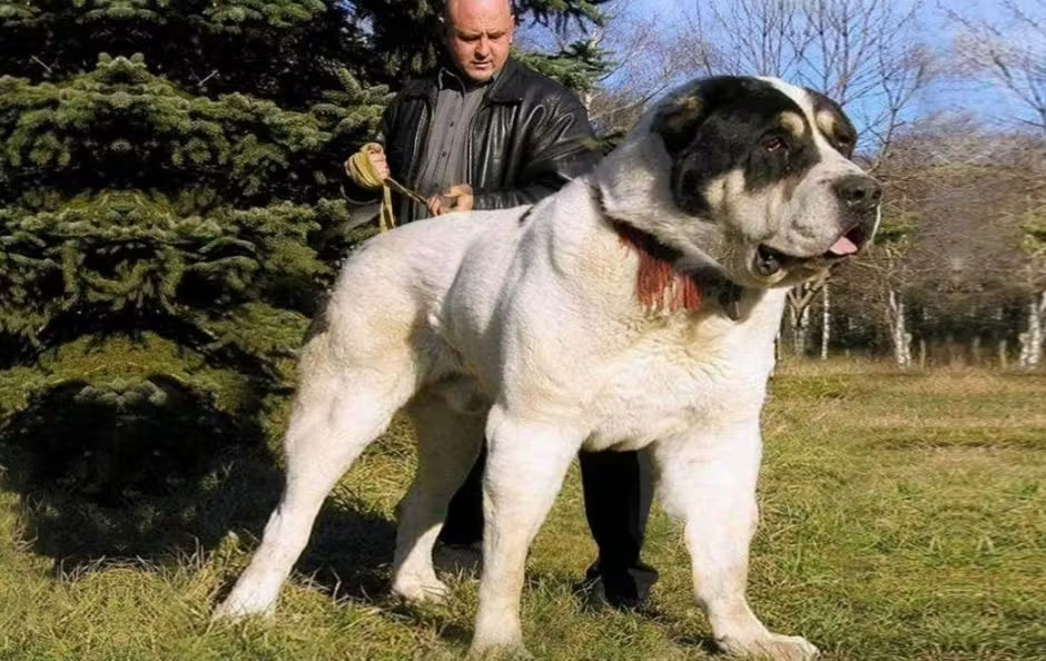 Alabái: ¿de qué depende la esperanza de vida del perro?