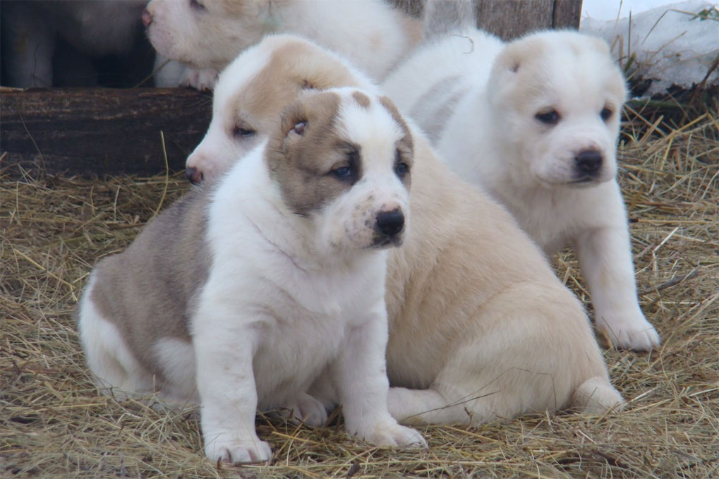 Cachorros de Alabái