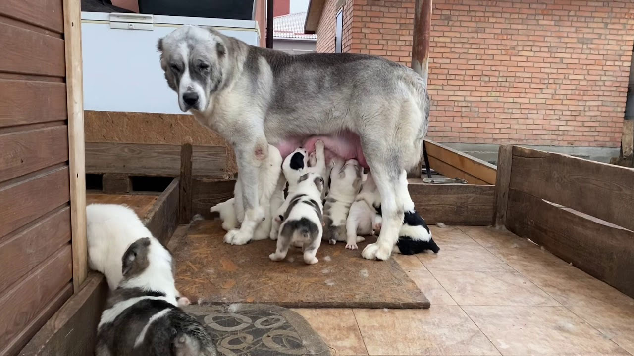 Madre y cachorros de la raza Alabái