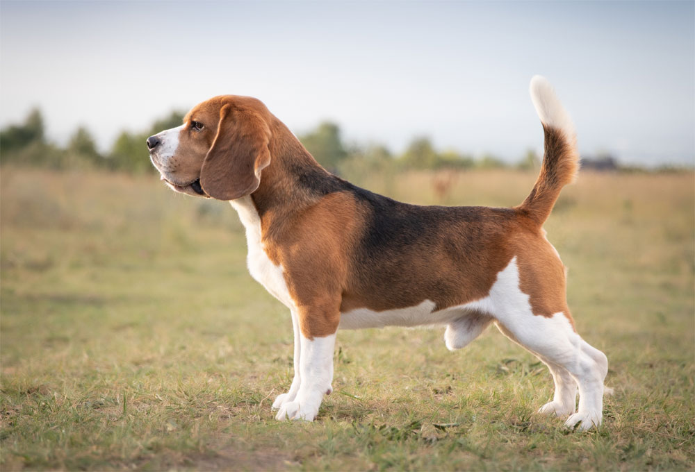 Perro Beagle