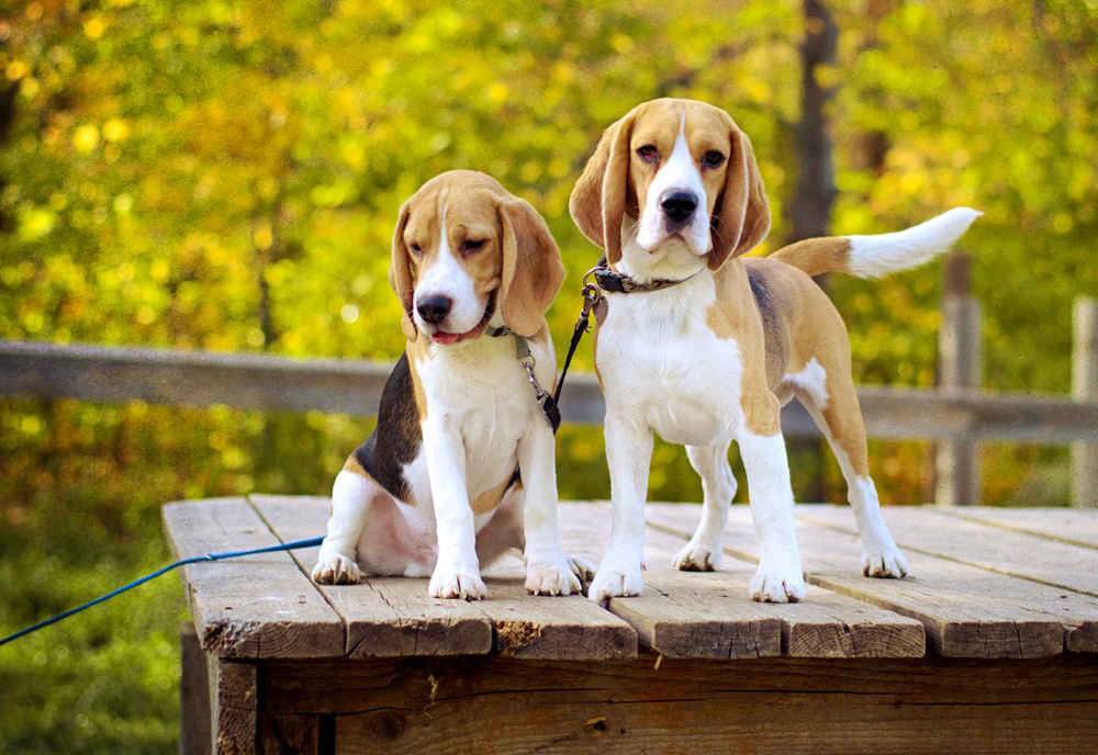 Cómo prolongar la vida del Beagle