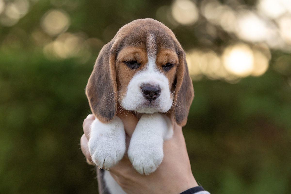 Cachorro de Beagle