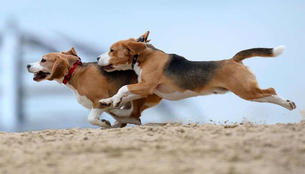 Raza Beagle - carácter, cuidados, cuánto viven