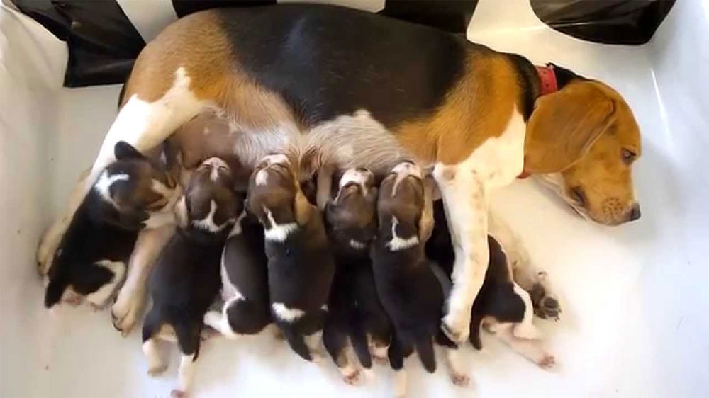 Mamá Beagle y cachorros