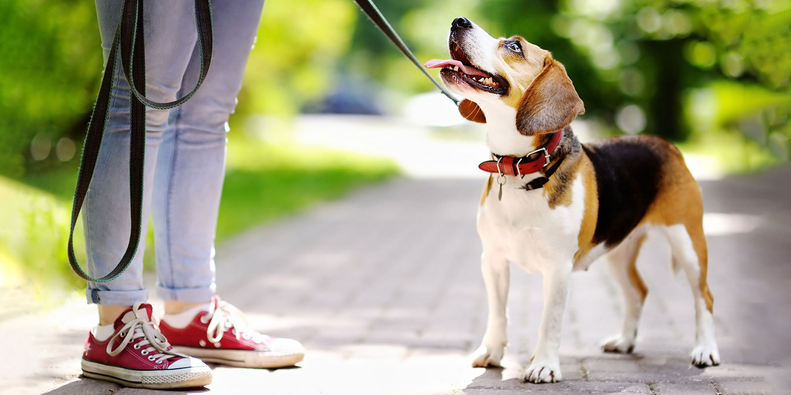 Cómo pasear correctamente al perro