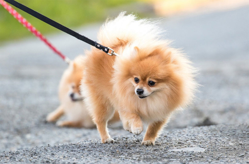 Con qué frecuencia hay que pasear a un perro que usa empapador
