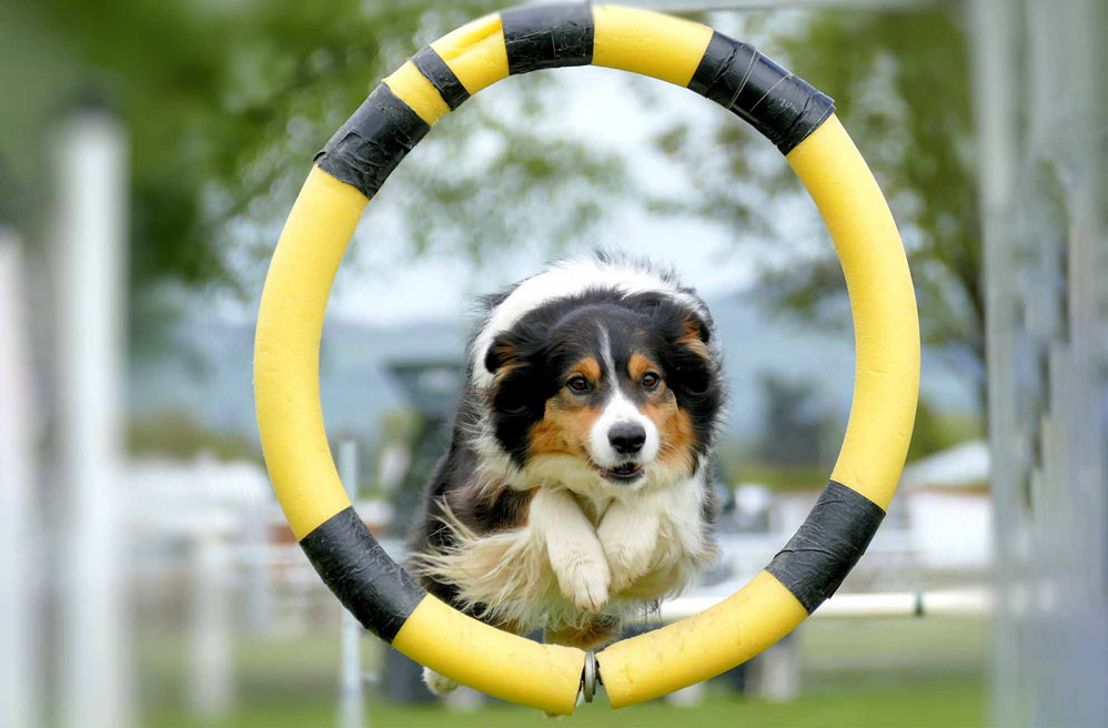 Actividad para el perro