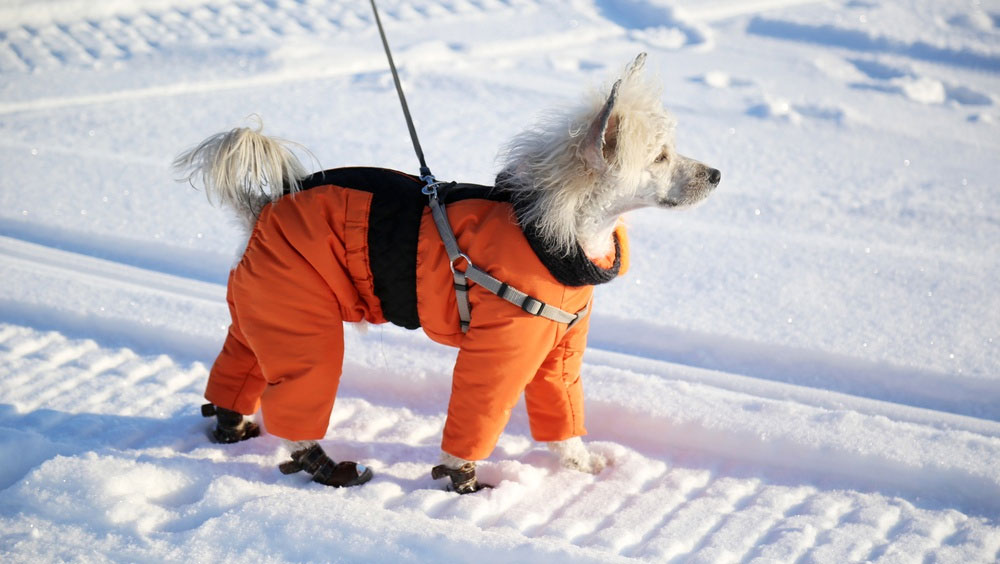 Paseo del perro en heladas