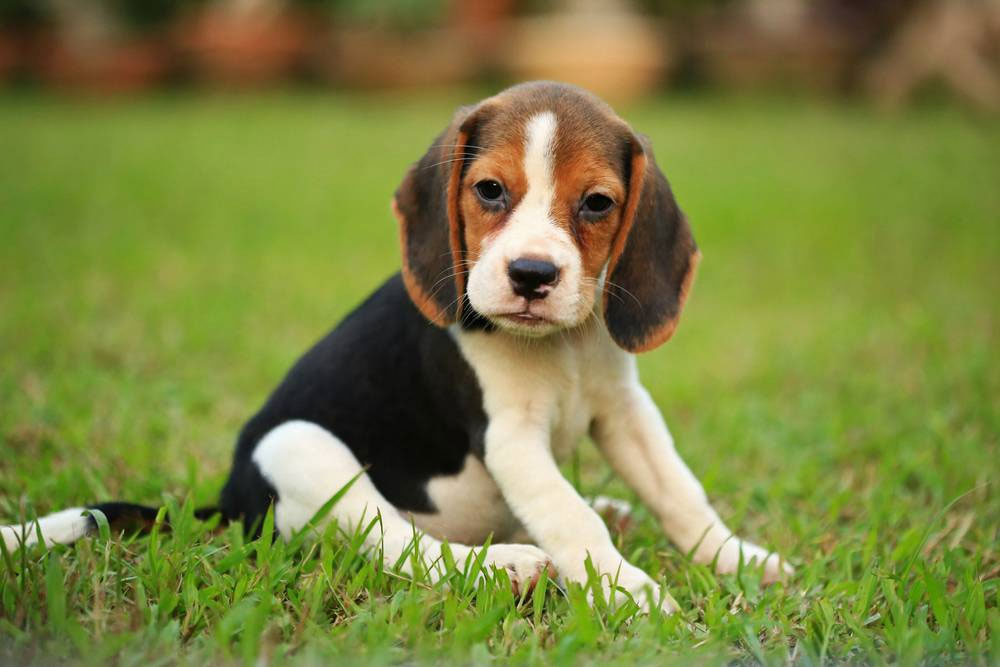 Cuántas veces al día hay que pasear al cachorro